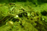 Bild von 'Ammelshain'