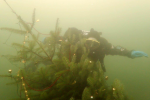 Bild von 'Weihnachtstauchen'